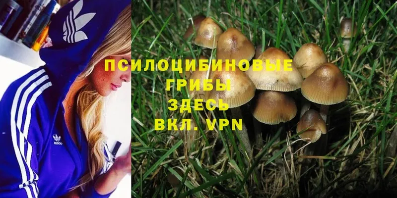 Псилоцибиновые грибы Magic Shrooms Камень-на-Оби